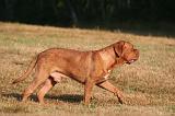 DOGUE DE BORDEAUX 387